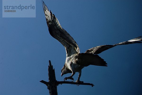 Ein Osprey gegen einen blauen Himmel  Norwegen.
