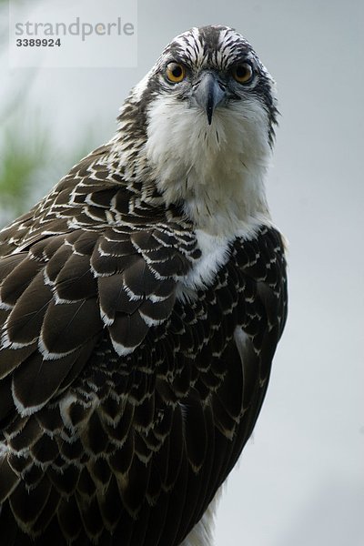Portrait einer jungen Osprey  Norwegen.