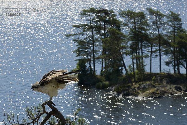 Ein Fischadler  Norwegen.