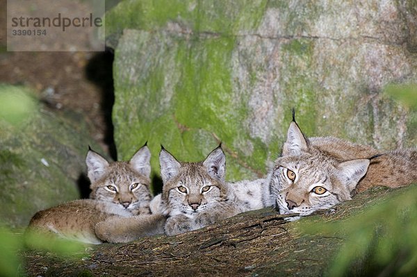 Ein Lynx-Familie