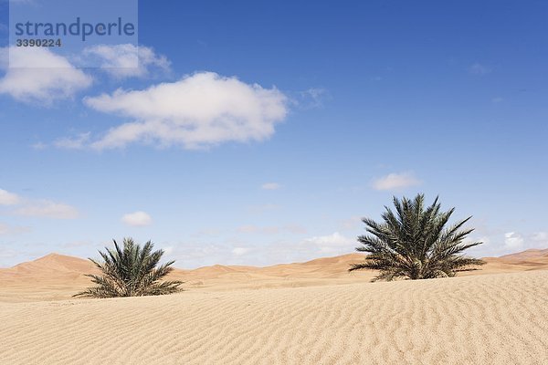 Palmen in der Wüste