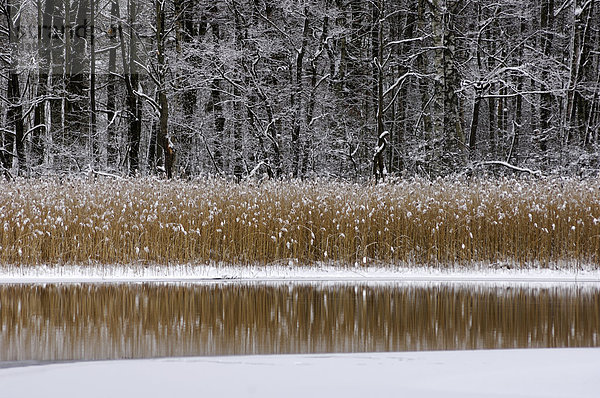 Frost auf reed
