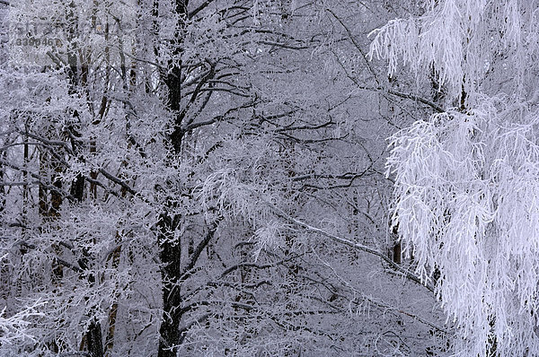 Frost in Baumkronen