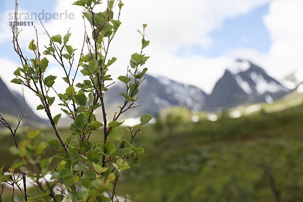 Alpland mit einem Berg Birken im Vordergrund  Lappland  Schweden.