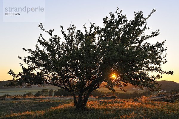 Ein Baum bei Sonnenuntergang  Schweden.