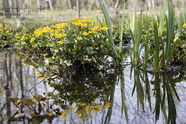 Marsh Ringelblume auf einem Teich
