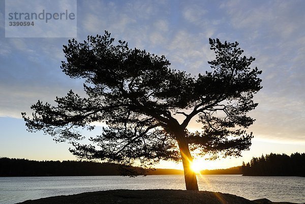 Die Silhouette eines Baumes gegen den Sonnenuntergang  Schweden.