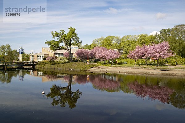 Ein Park mit Cherry-Bäume von Wasser  Schweden.