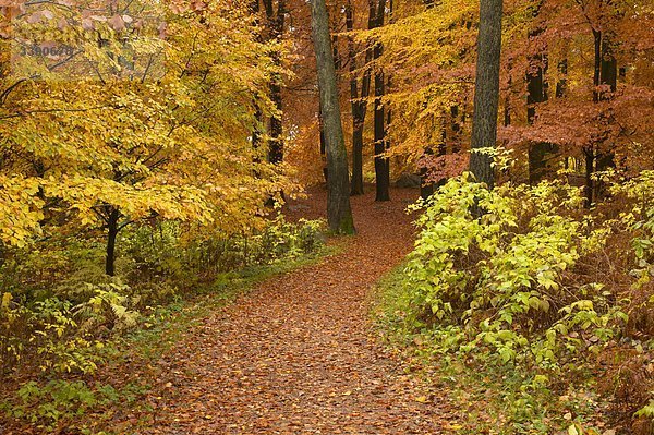 Herbstliche Park  Schweden.