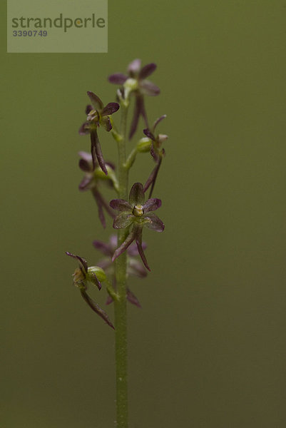 Kleine Orchidee  Nahaufnahme