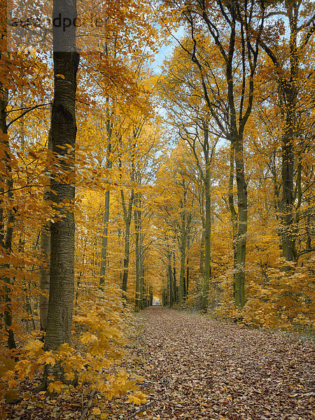 Waldweg im Herbst  Nordrhein-Westfalen  Deutschland