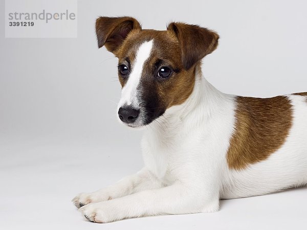 Jack Russel Terrier vor weißem Hintergrund liegend  Porträt