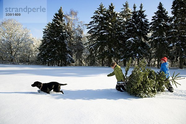Kinder und Hunde ziehen Weihnachtsbaum