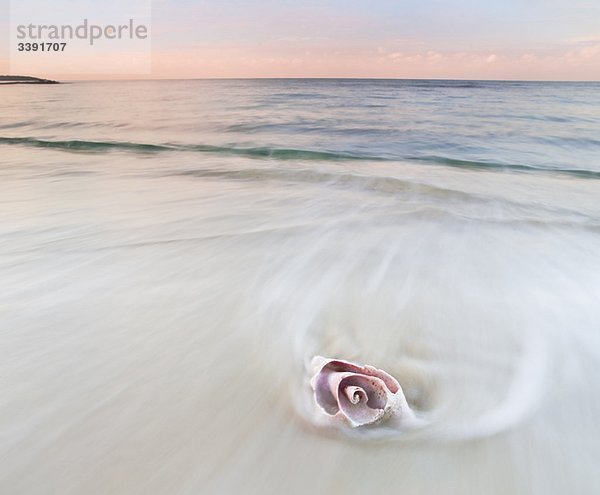 Rosa Muschelschale am Strand  verschwommenes Wasser