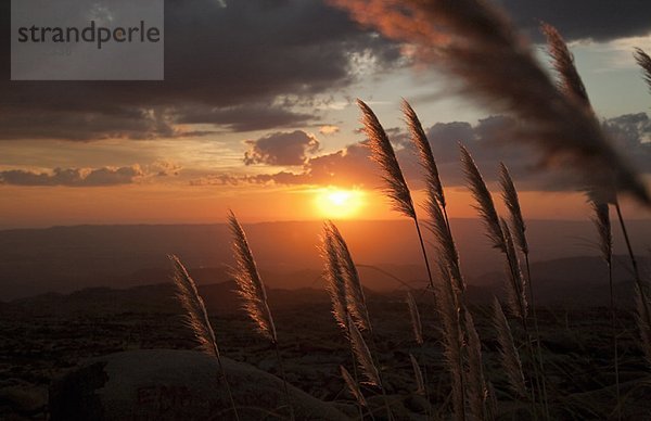 Schilfgras bei Sonnenuntergang beleuchtet