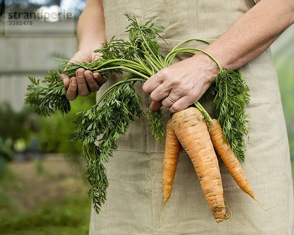 Ein Weibchen hält einen Haufen Karotten.