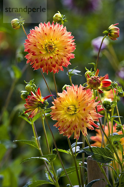 Dahlien im Garten  Hamburg  Deutschland