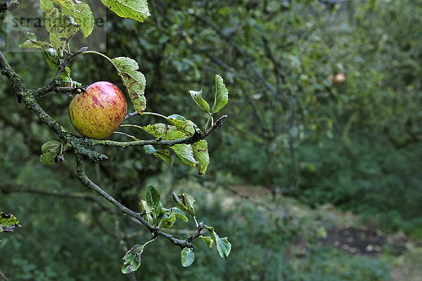 Ein Apfel hängt im Apfelbaum