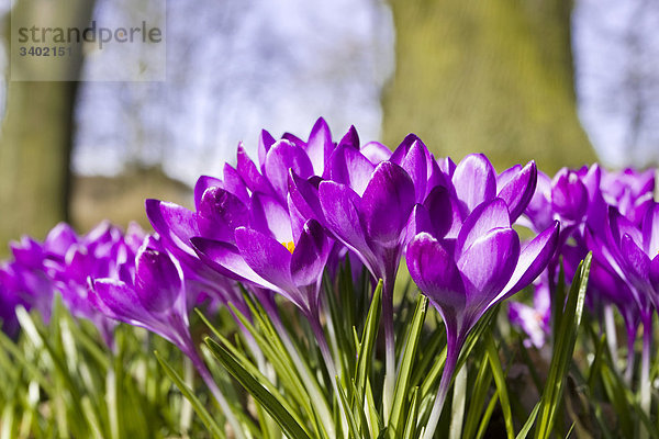 Blühende Krokusse in einem Park  Hamburg  Deutschland