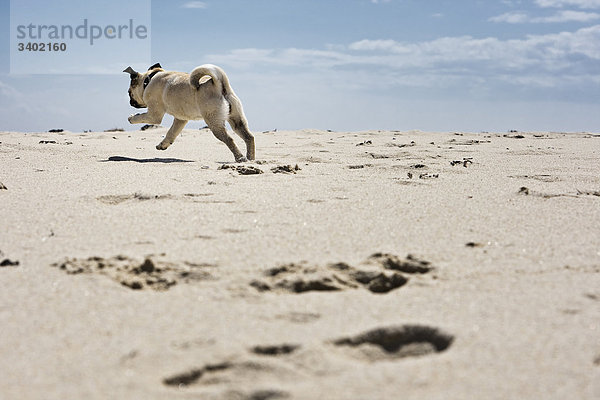 Mopswelpe rennt am Strand  Sylt  Schleswig-Holstein  Deutschland