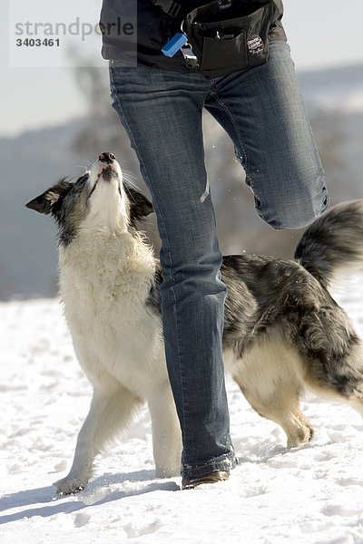 Frau spielt mit einem Australian Shepherd im Schnee