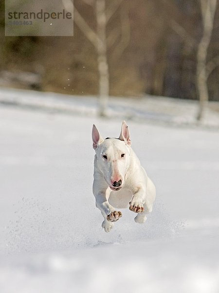 Bullterrier im Schnee rennend  Frontalansicht
