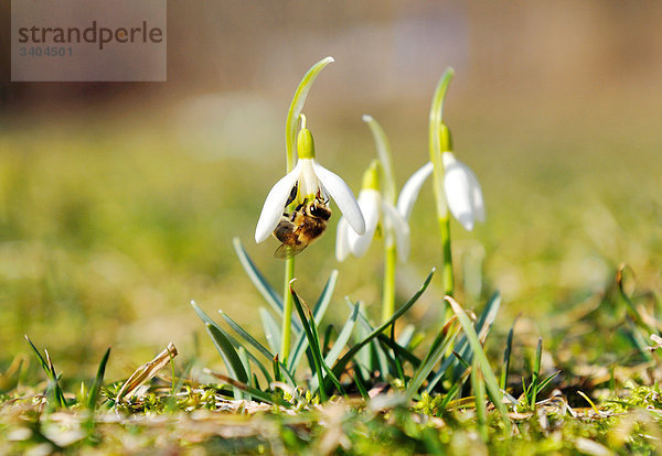 Biene an der Blüte eines Schneeglöckchens  Bodenhöhe