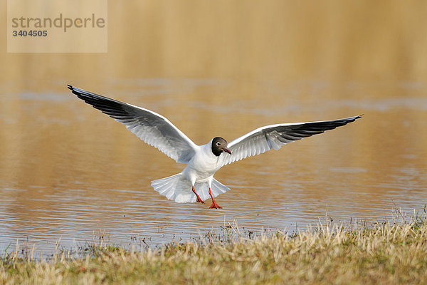 Lachmöwe (Larus ridibundus) landet am Ufer  Franken  Deutschland