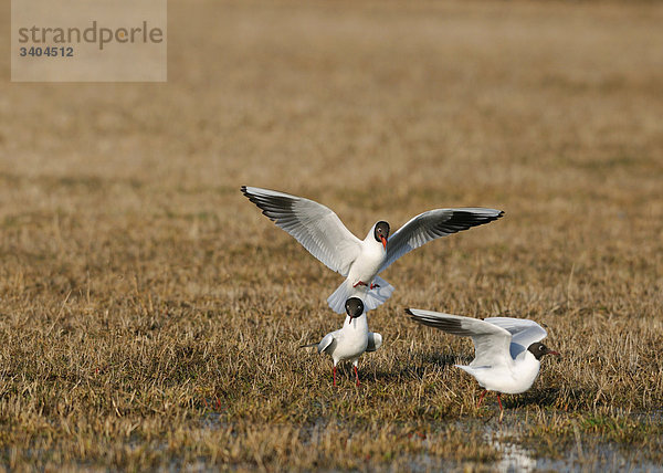 Lachmöwen (Larus ridibundus) auf einer Wiese  Franken  Deutschland  Erhöhte Ansicht