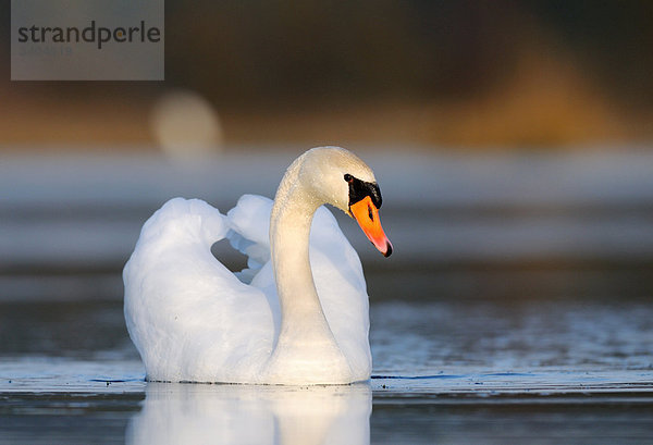 Höckerschwan (Cygnus olor) schwimmend  Franken  Deutschland