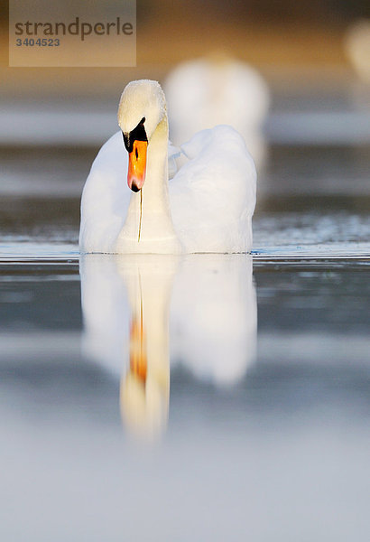 Höckerschwan (Cygnus olor) schwimmend  Franken  Deutschland