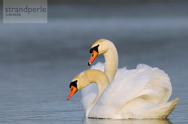 Zwie Höckerschwäne (Cygnus olor) schwimmend  Franken  Deutschland