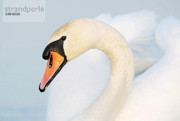 Höckerschwan (Cygnus olor)  Franken  Deutschland  Porträt