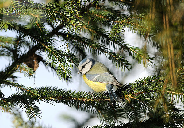 Blaumeise (Parus caeruleus) auf einem Zweig sitzend  Bayern  Deutschland  Seitenansicht