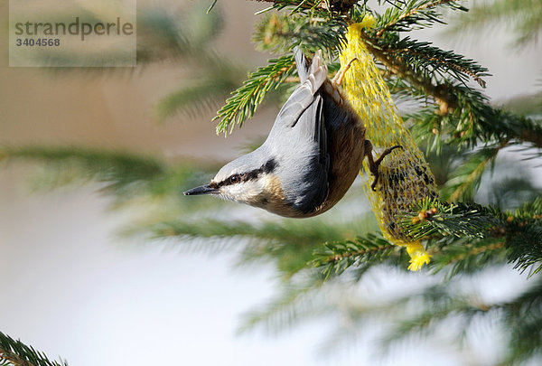 Kleiber (Sitta europaea) an einem Futternetz  Franken  Deutschland