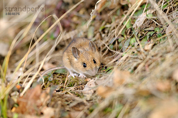 Waldmaus (Apodemus sylvaticus) auf dem Waldboden sitzend  Bayern  Deutschland  Schrägansicht