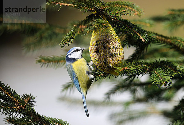 Blaumeise (Parus caeruleus) fressend  Franken  Deutschland  Seitenansicht