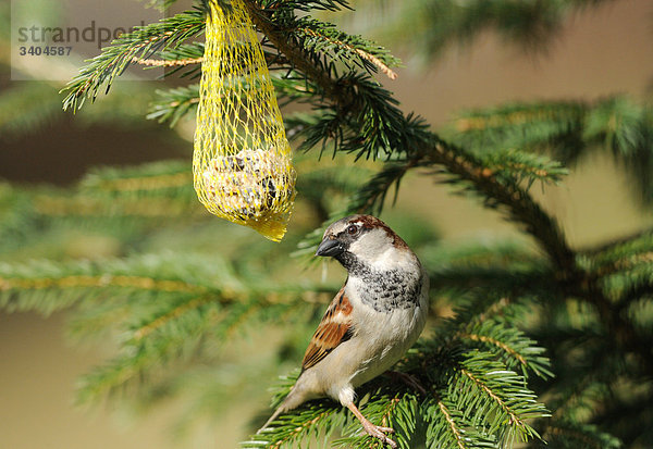 Haussperling (Passer domesticus) neben einem Futternetz  Franken  Deutschland