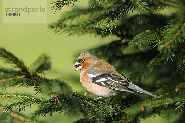 Buchfink (Fringilla coelebs) auf einem Zweig sitzend  Bayern  Deutschland  Seitenansicht