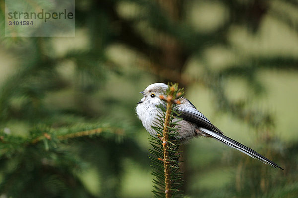 Schwanzmeise (Aegithalos caudatus) auf einem Zweig sitzend  Franken  Deutschland