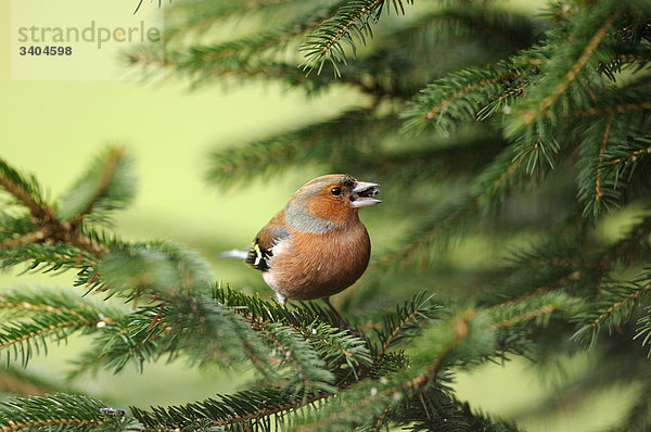 Buchfink (Fringilla coelebs) auf einem Zweig sitzend  Bayern  Deutschland