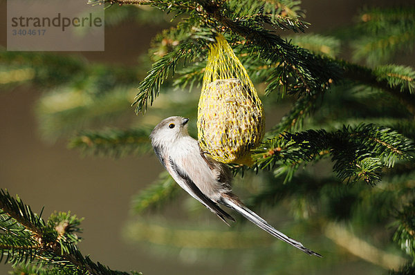 Schwanzmeise (Aegithalos caudatus) fressend  Franken  Deutschland  Seitenansicht