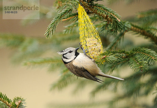 Haubenmeise (Lophophanes cristatus) fressend  Franken  Deutschland  Seitenansicht