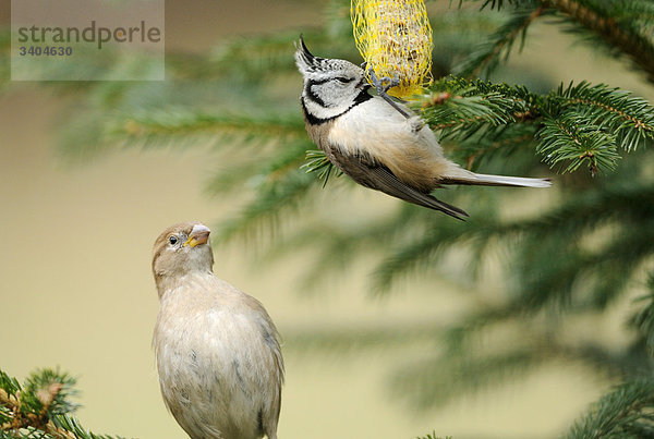 Haubenmeise (Lophophanes cristatus) und Haussperling (Passer domesticus)  Franken  Deutschland