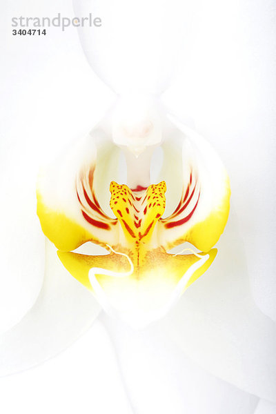 Blüte einer Orchidee  Detail  Draufsicht