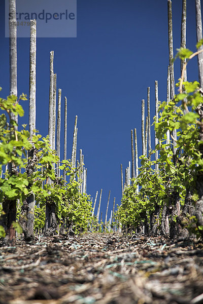 Weinreben bei Bernkastel-Kues  Rheinland-Pfalz  Deutschland  Flachwinkelansicht