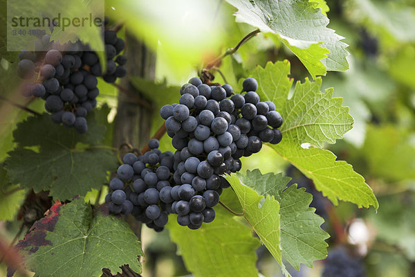 Weintraube am Weinstock wachsend  Bernkastel-Kues  Deutschland  Close-up