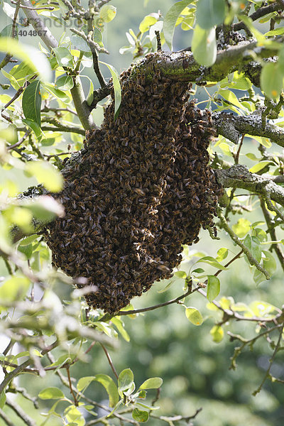 Bienenschwarm an einem Obstbaum  Bernkastel-Kues  Deutschland  Flachwinkelansicht