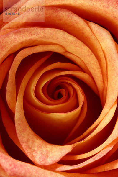 Rosenblüte  Draufsicht  Detail