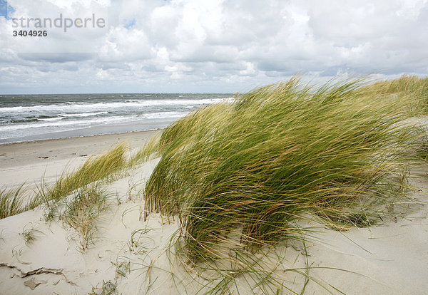 Dünengras am Strand von Texel  Niederlande